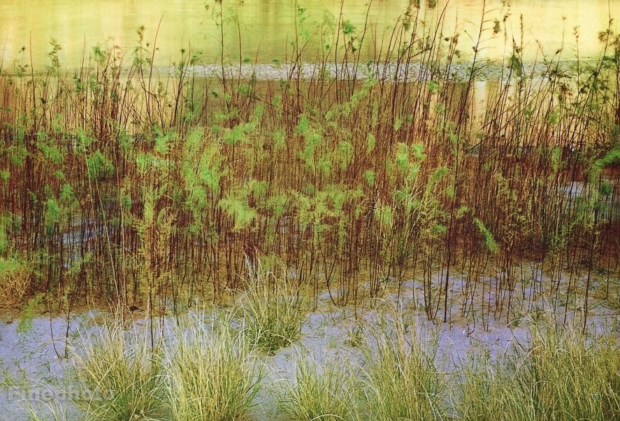 Eliot Porter, Tamarisk and Grass