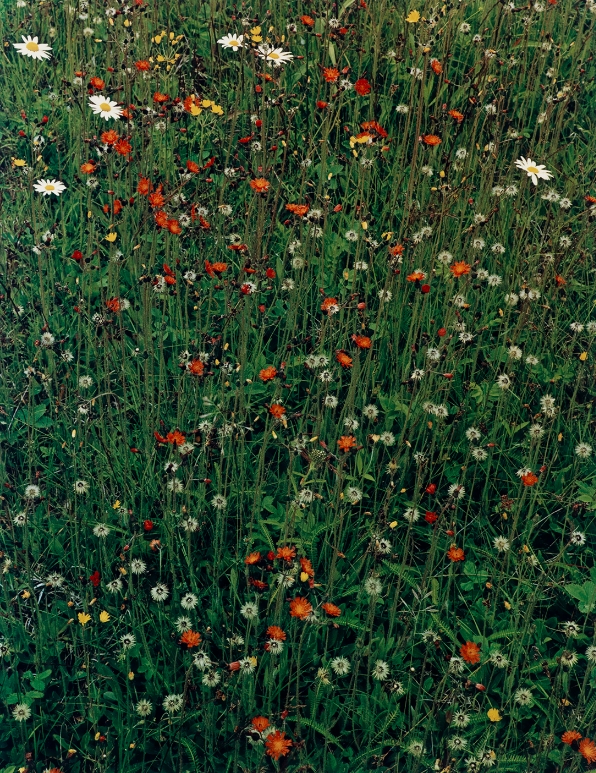 Eliot Porter, Hawkweed