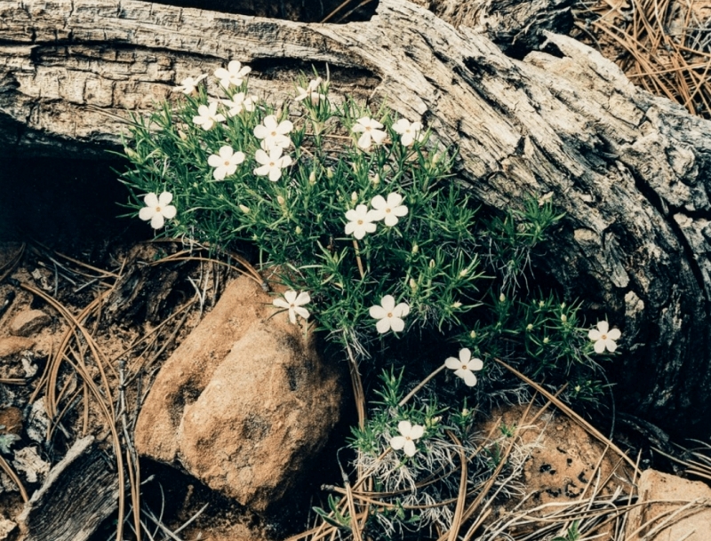 Eliot Porter, Flowers and Stump