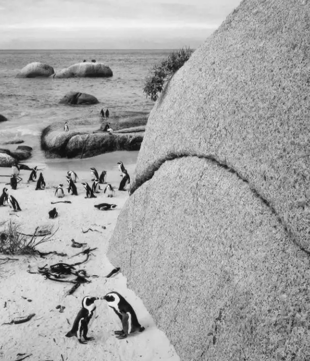 Pennti Sammallahti, Boulders Beach