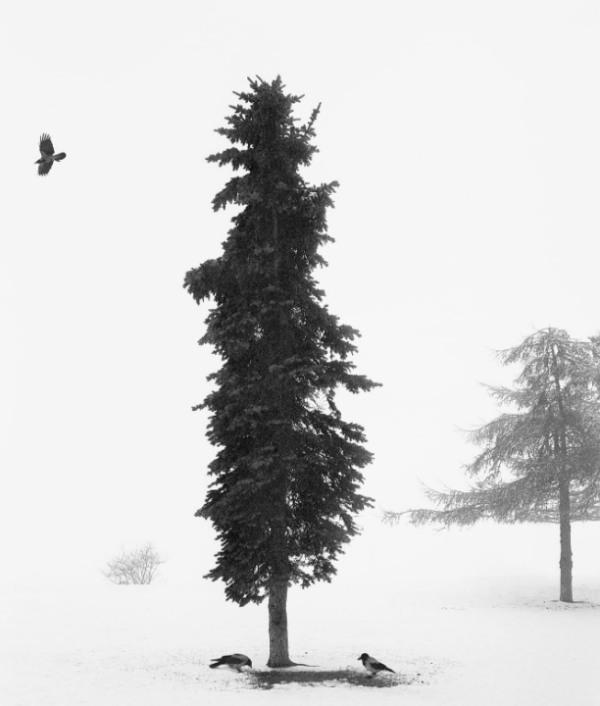 Pennti Sammallahti, Helsinki, Finland