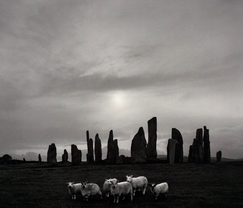 Pennti Sammallahti, Sheep and Boulders