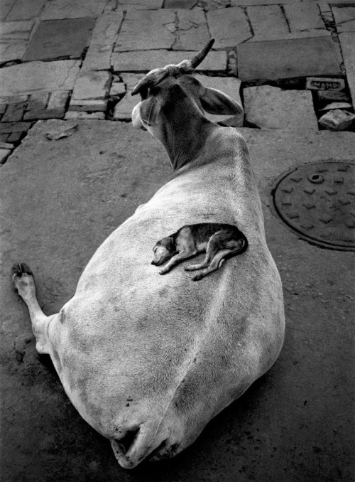 Pennti Sammallahti, Dog on Cow