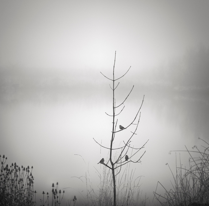 Darcie Sternenberg, Three Birds | Afterimage Gallery