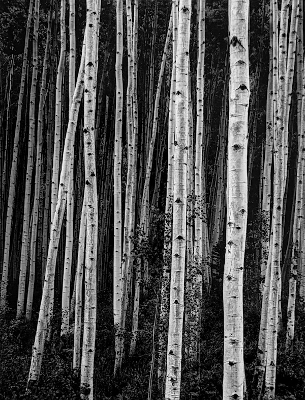 John Sexton, Aspens at Dusk | Afterimage Gallery