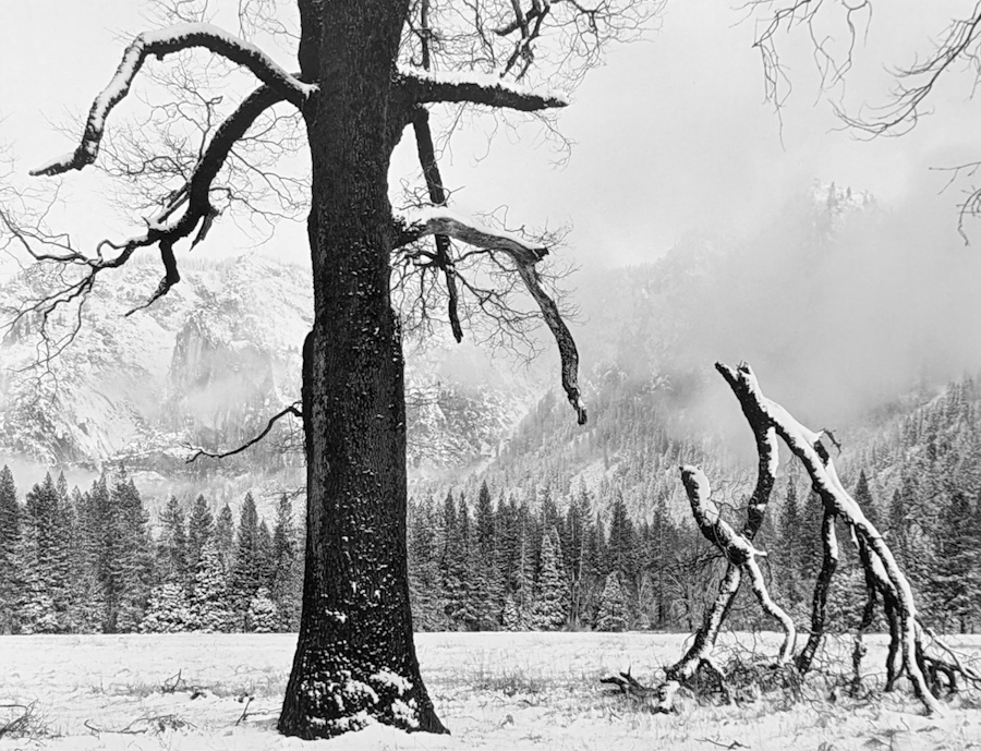 John Sexton, Black Oak | Afterimage Gallery