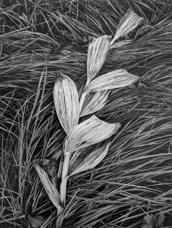 John Sexton, Corn Lily and Grasses | Afterimage Gallery