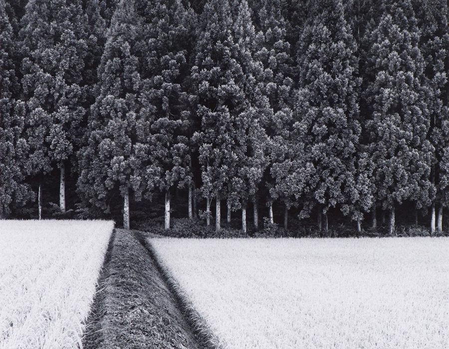 John Sexton, Rice Field | Afterimage Gallery