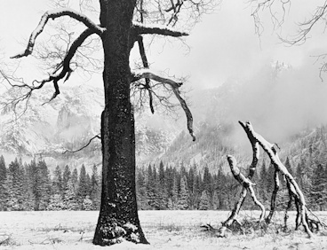 Black Oak, Fallen Branches | Afterimage Gallery