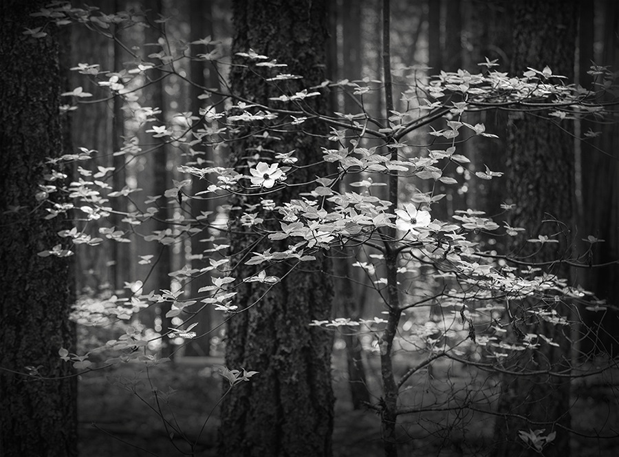 Darcie Sternenberg, Dogwood Forest No. 3