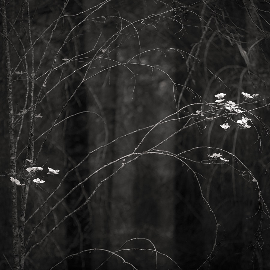 Darcie Sternenberg, Dogwood Forest No. 19