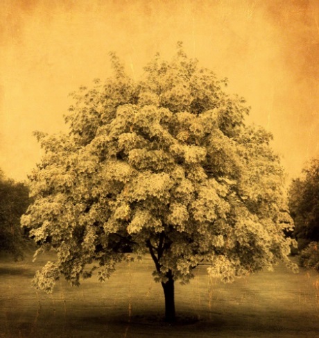 Joyce Tenneson, Glowing Tree