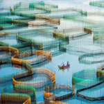 Donghai Xia, Net Waltz | Afterimage Gallery