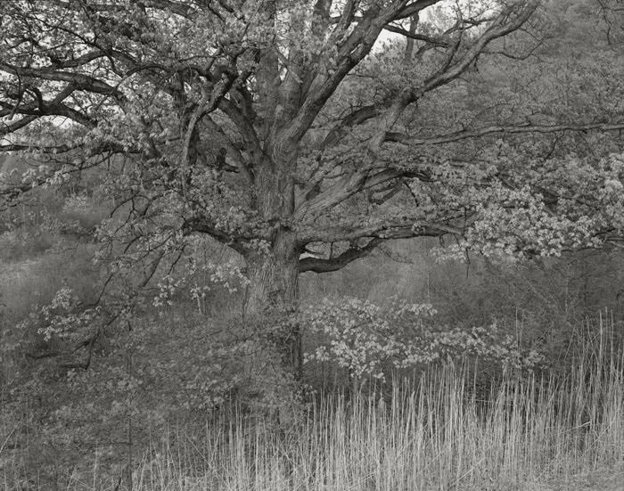 George Tice, Oak Tree