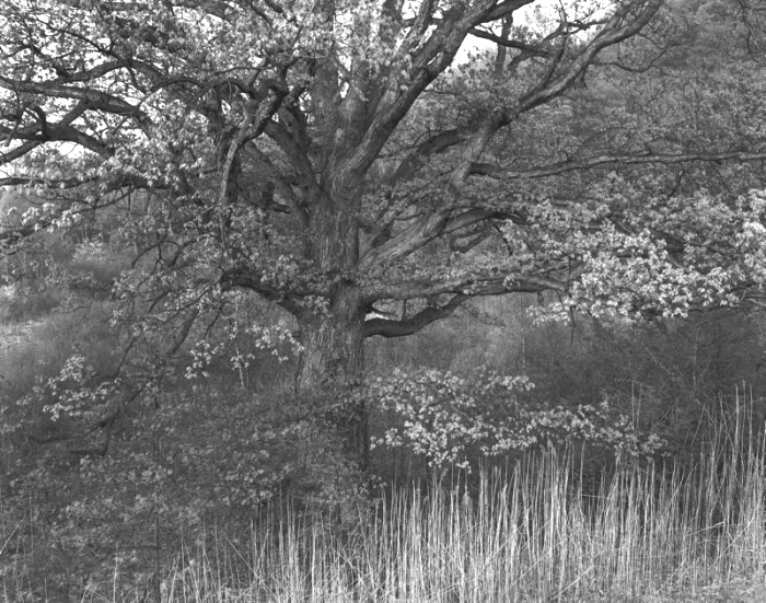 George Tice, Oak Tree