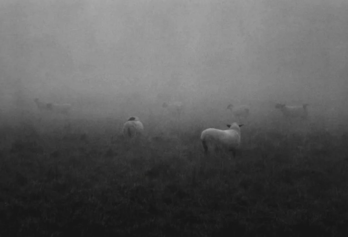George Tice, Sheep in Fog | Afterimage Gallery
