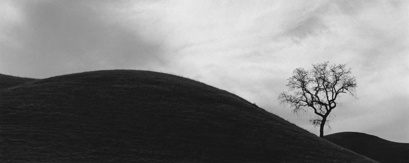 George Tice, Tree #22