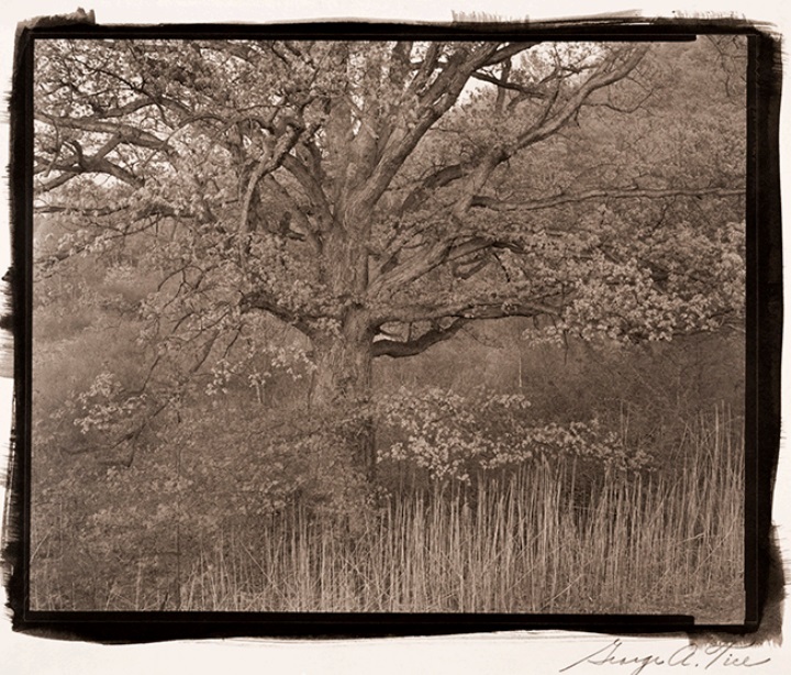 George Tice, Oak Tree | Afterimage Gallery