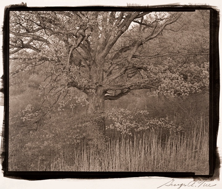 George Tice, Oak Tree