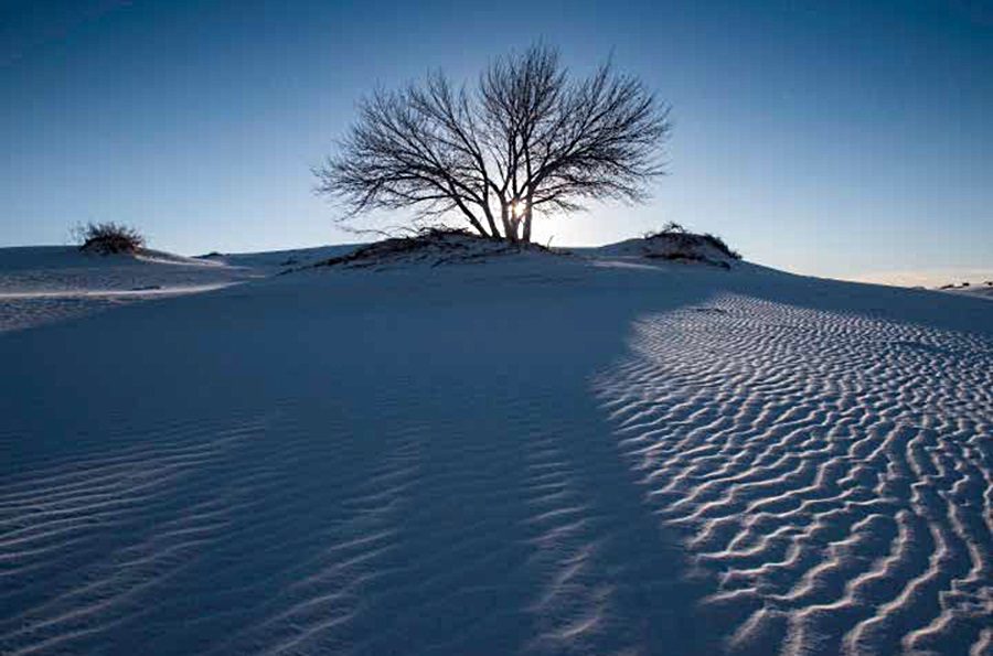 Craig Varjabedian, Cottonwood Tree at Sunrise