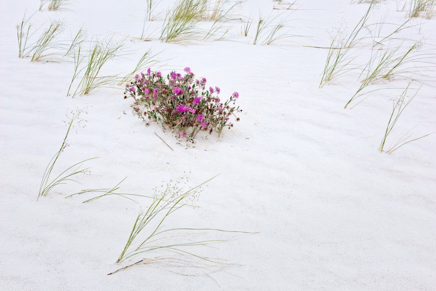 Craig Varjabedian, Sand Verbena