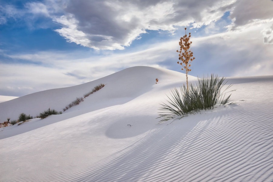 Craig Varjabedian, Yucca on Dune