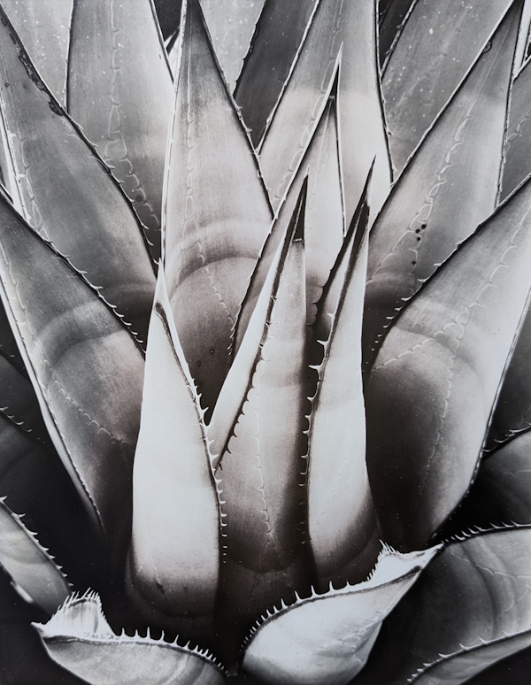 Brett Weston, Century Plant | Afterimage Gallery