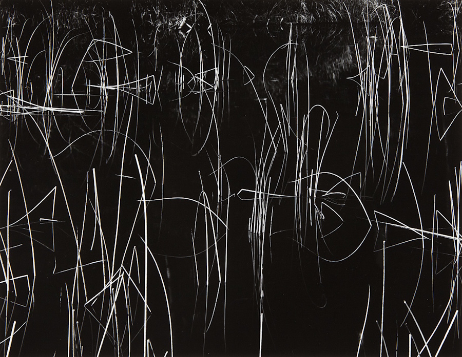Brett Weston, Reeds | Afterimage Gallery