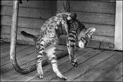 Gary Bishop, Ida Mae Picking Up her Cat