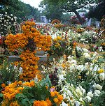 Cemetery Flowers