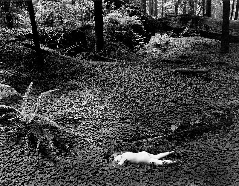 Wynn Bullock, Child in Forest | Afterimage Gallery