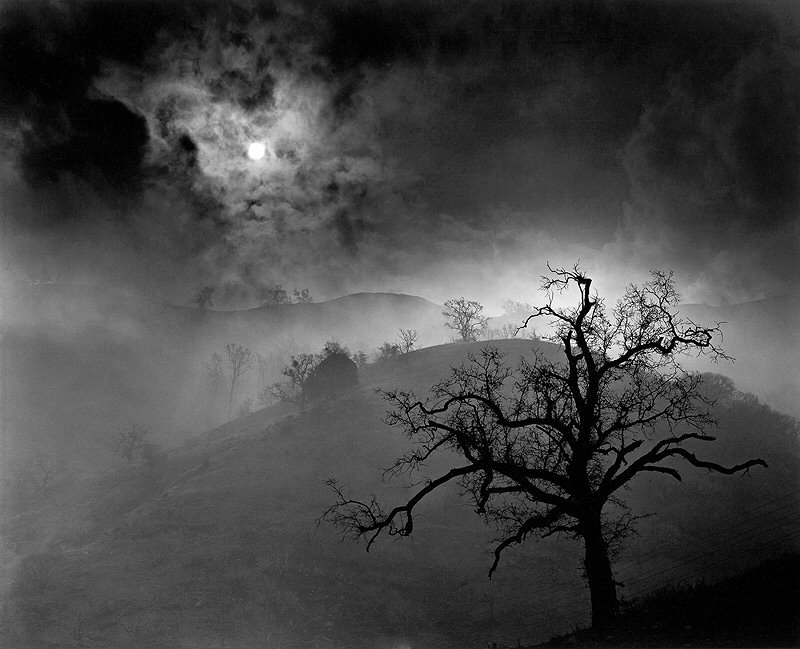 Wynn Bullock, Stark Tree