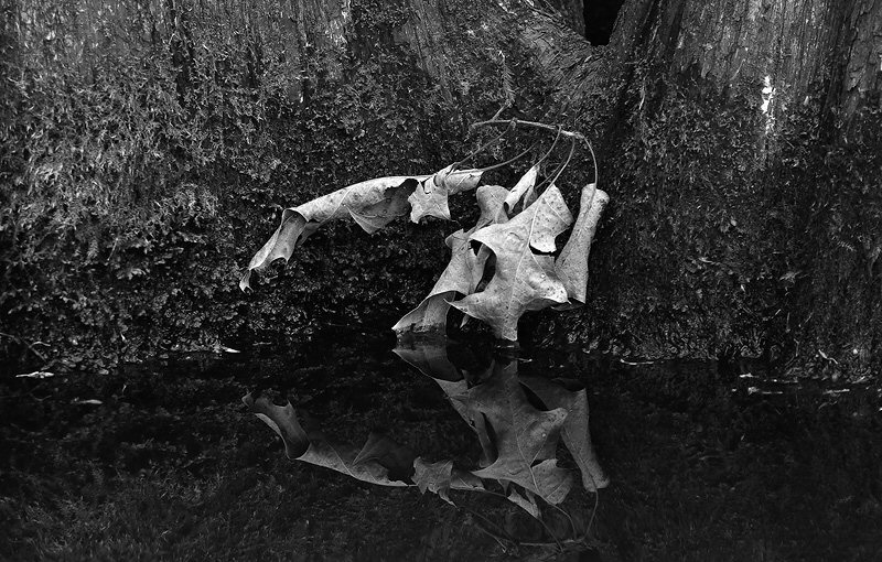 Jenny Ellerbe, Circle of Leaves