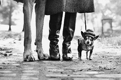 Elliott Erwitt, New York, 1974 (Dog Legs)