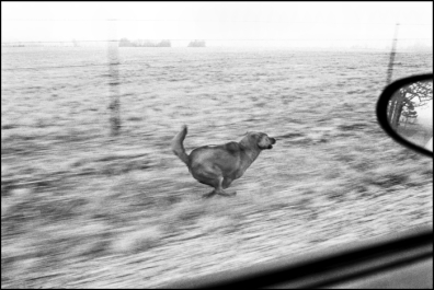 Ron Evans, Farm Dog