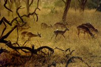 Ernst Haas, Kenya