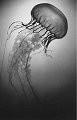 Sea Nettle