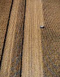 Owen Kanzler, Harvesting Field Corn