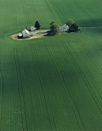 Green Spring Wheat