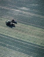 Harvesting Spinach, Cranbury