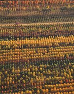 Tree Nursery