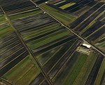 Vegetable Fields