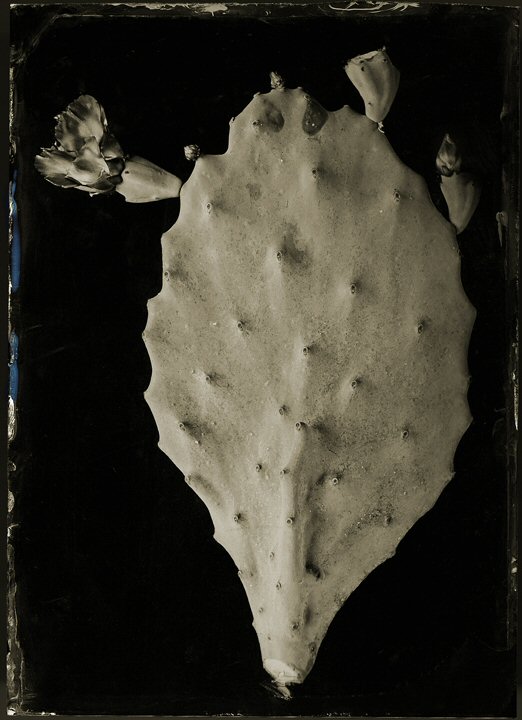 Robb Kendrick, Cacti #2
