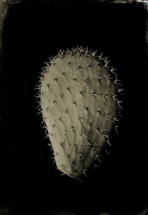 Robb Kendrick, Cacti #3
