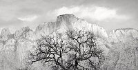 Brian Kosoff, Zion Tree