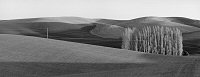 Brian Kosoff, Palouse Trees