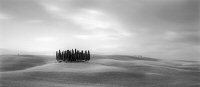 Brian Kosoff, Tuscan Trees