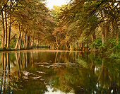 Charles Kruvand, Bald Cypress Trees along Leakey Springs