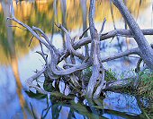 Charles Kruvand, Cypress Tree Roots and Reflections