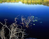 Charles Kruvand, Dead Brush, Calm Waters and Cattails